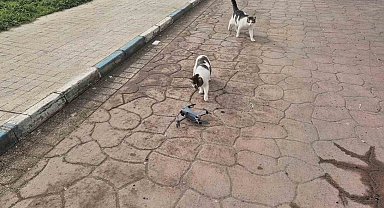 Kediler dronu fare sandı, ortaya renkli görüntüler çıktı