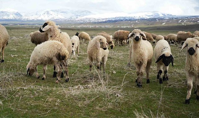 Muş Ovası kuzu sesleriyle şenlendi