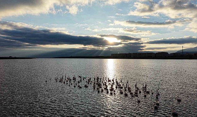 Niğde'deki Akkaya Barajı'nda flamingo şöleni başladı