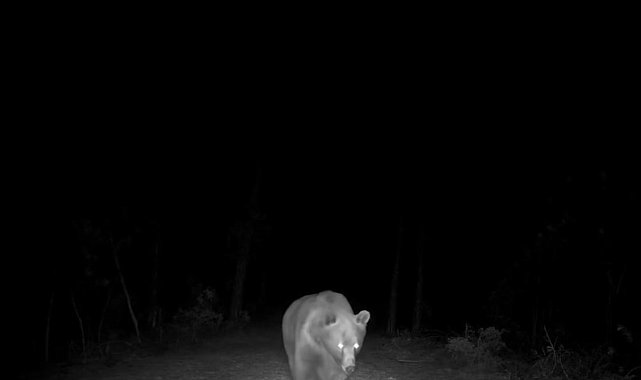 Safranbolu'da boz ayı fotokapanla görüntülendi