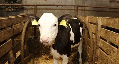 Samsun'da ari işletme sayısı artıyor