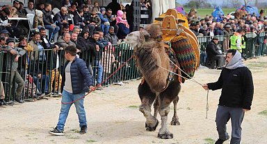 Saruhanlı'da deve güreşlerine binlerce vatandaş akın etti