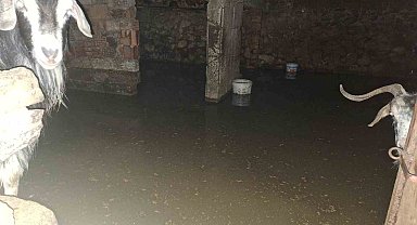 Sel ahırı bastı, 12 keçi ekipler tarafından kurtarıldı