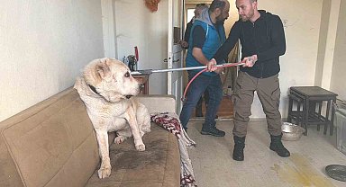 Sınır dışı edilen Rus kadının evinde 4 gündür aç olan 12 hayvan kurtarıldı