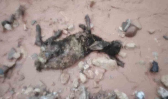 Şırnak'ta sel göçerleri vurdu: Hayvanlar telef oldu, çadırlar sular altında kaldı