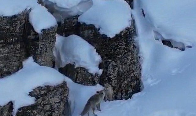 Şırnak'ta tilkiler kar üstünde yiyecek ararken görüntülendi