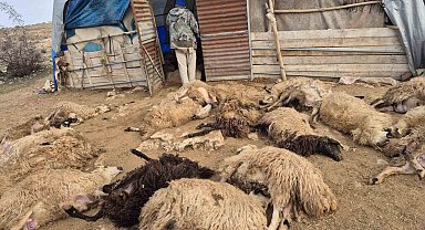 Tunceli'de kurt paniği: 64 koyun telef oldu, 11 koyun yaralı