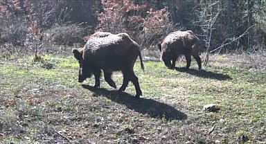 Yiyecek arayan yaban hayvanları fotokapanla görüntülendi