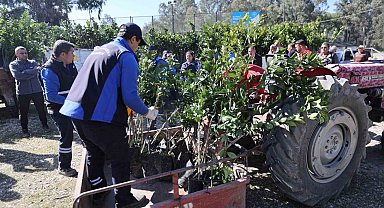 Zirai dondan zarar gören üreticilere fidan desteği