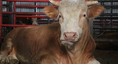 1,5 tonluk dev tosun, 950 bin liraya vitrine çıktı