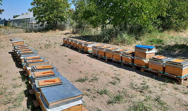 'Süper gıda' arı sütü Malatya'da mercek atında