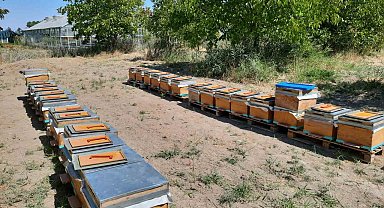 'Süper gıda' arı sütü Malatya'da mercek atında