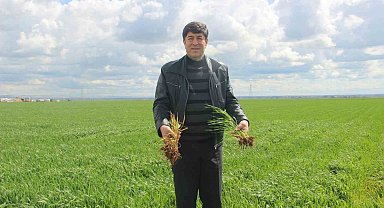 'Tarım kenti' Şanlıurfa yağışa doydu