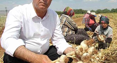 AB Tescilli Araban Sarımsağı dünya devleri arasında 5'inci seçildi