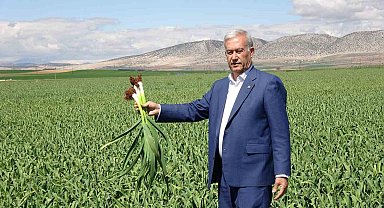 AB tescilli Araban sarımsağında yüksek rekolte ve kaliteli ürün bekleyişi