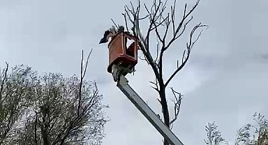 Ağaçta asılı kalan leylek kurtarıldı
