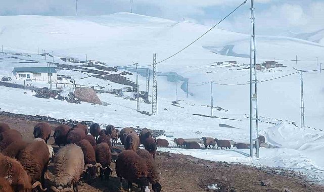 Ağrı'da Nisan ayında kar yağışı yolları kapattı