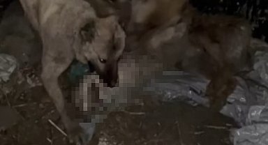 Ahıra girmeye çalışan kurdu kangallar telef etti