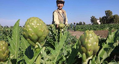 Akademisyen çiftçinin 7 yıl süren emekleriyle 120 dönüm alana yaydığı enginar üretiminde hasat başladı