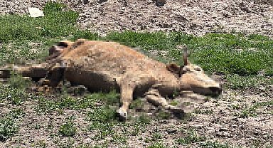 Aksaray'da ölen hayvanlarını araziye atanlara 390 bin lira ceza