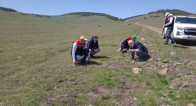 Amasya'nın mera ve yaylalarında otlatma kapasitesi incelemesi