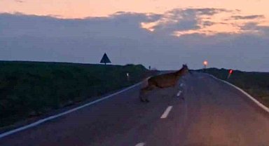 Ankara'da yaban geyiği sürüsü görüldü