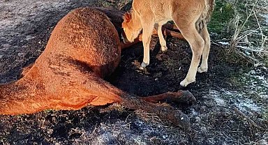 Annesini kaybeden tay, onu hâlâ emmeye çalıştı