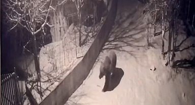 Artvin'de aç kalan ayılar köylere indi