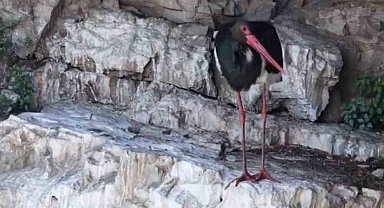 Artvin'de kara leylek görüntülendi