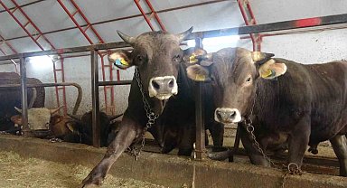 Artvin'de kurbanlıklar pazara çıkmayı bekliyor