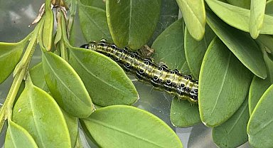 Artvin'de şimşir güvesine karşı biyolojik mücadele sürüyor
