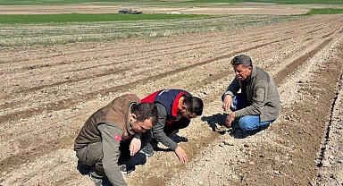 Atıl durumdaki tarım arazilerine ayçiçeği ekimi yapıldı