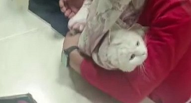 Ayağı lavabo giderine sıkışan kediyi itfaiye kurtardı