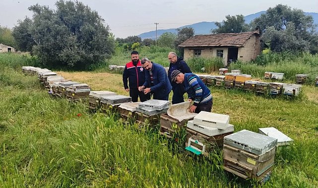 Aydın'da ana arı üretim kovanları denetlendi