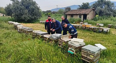 Aydın'da ana arı üretim kovanları denetlendi
