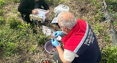Aydın'da hasat öncesi çilek bahçeleri kontrol edildi