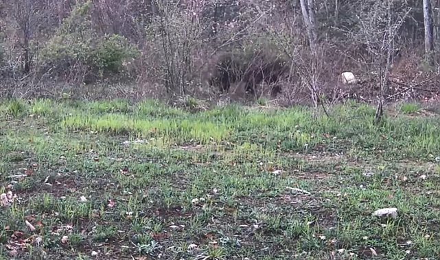 Ayı, domuz ve gelincik fotokapanla görüntülendi