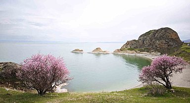 Badem çiçekleri Van Gölü kıyılarını renklendirdi