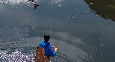 Bafra'da kanala düşen karaca kurtarıldı