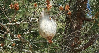 Bafra'da "çam kese böceği" tehlikesi