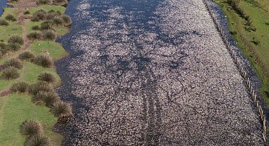 Baharın güzelliği deltada: Su papatyaları ve mandalarıyla ziyaretçilerin ilgi odağı