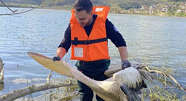 Barajda mahsur kalan pelikan böyle kurtarıldı