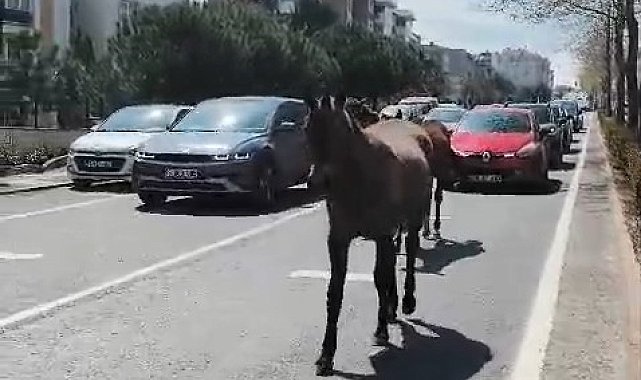 Başıboş atlar şehirde yolları mesken tuttu