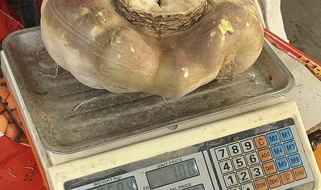 Batman'da dev turp görenleri şaşırttı