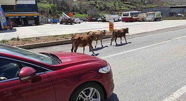 Batman'da yola çıkan büyükbaş hayvanlar sürücülere zor anlar yaşatıyor