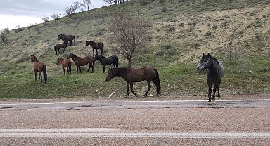 Beypazarı'nda yılkı atları görüntülendi