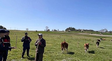 Bilecik'te hayvan hırsızlığı ve dolandırıcılık uyarısı