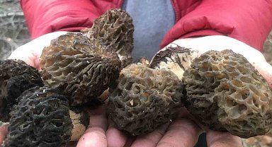 Bin 800 rakımlı dağlardan toplanıp kilosu bin 500 liradan satılıyor