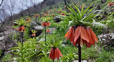 Bingöl'de ters laleler görsel şölen sunuyor: Koparmanın cezası 700 bin TL