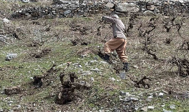 Bir yanda karla mücadele, diğer yanda budama çalışmaları sürüyor
